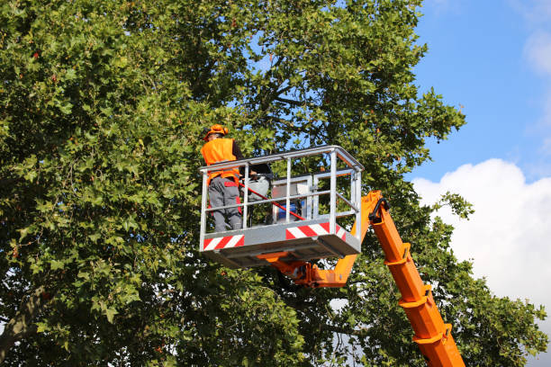 Best Tree Removal Services  in West Plains, MO